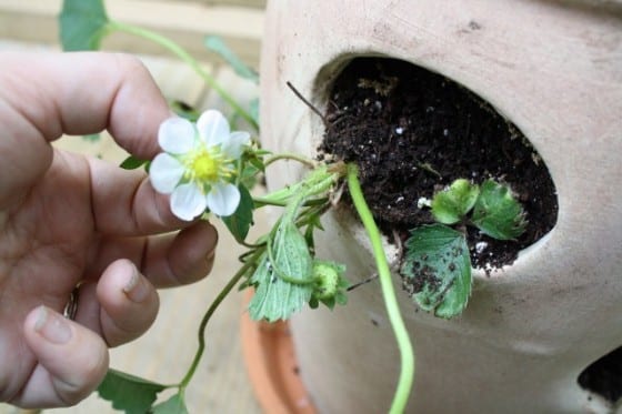 How to Plant a Strawberry Pot