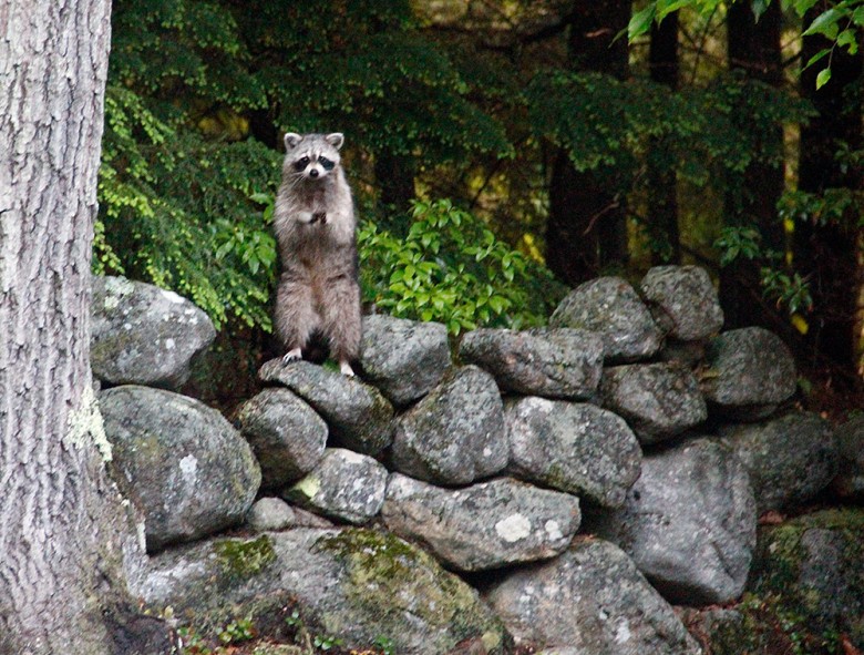 Raccoon Deterrent 4 Ways To Keep Raccoons Out Of Garbage Cans New England Today