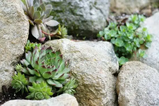 Succulents growing among rocks, with a mix of green and purple-tipped leaves. Small patches of other greenery are visible between the rocks.