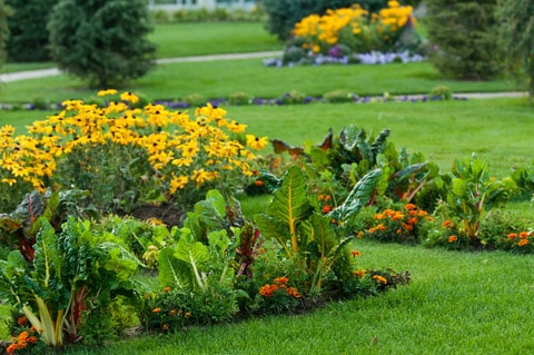 garden_flower_veggie_dt