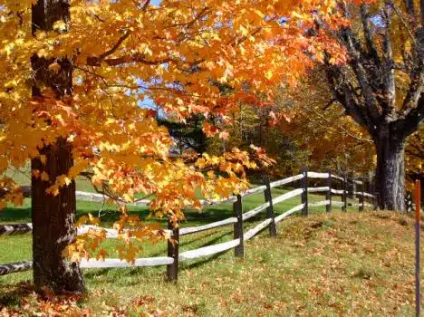 Along A Country Road in Barrington, NH