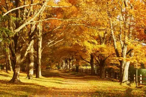 Country Road In Topsfield, Ma