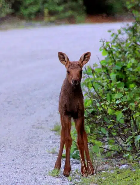One Of The Babies In Millinocket, Me