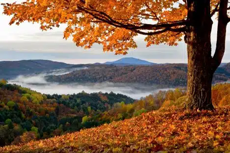 A tree with orange leaves stands on a hillside covered in fallen leaves, overlooking a valley with fog and forested hills.