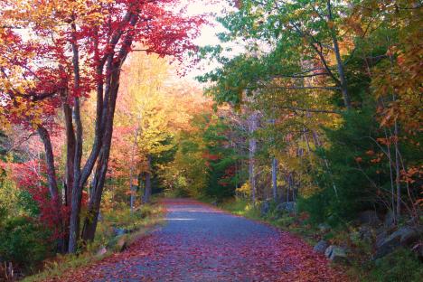 Autumn On A Carriage Road In Bar Harbor, Me