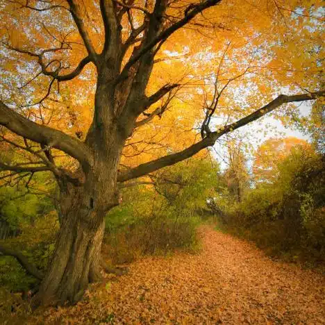 Tarrwile Park In Danbury, Ct