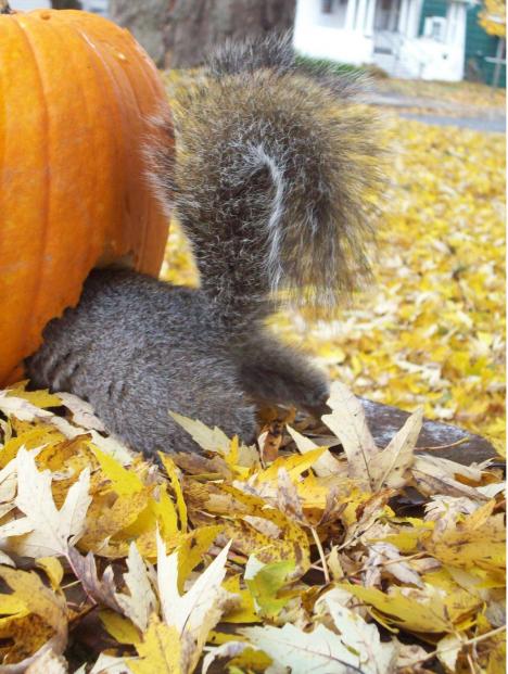 The Pumpkin And The Squirrel In Bennington, Vt
