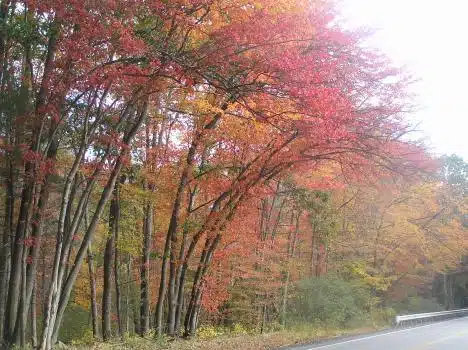 Arching On The Road in Harmony, RI