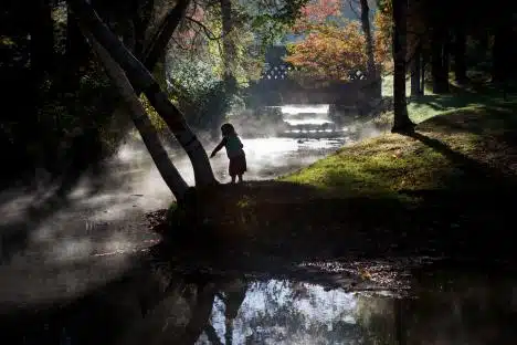 Autumn Dawn In Springfield, Ma