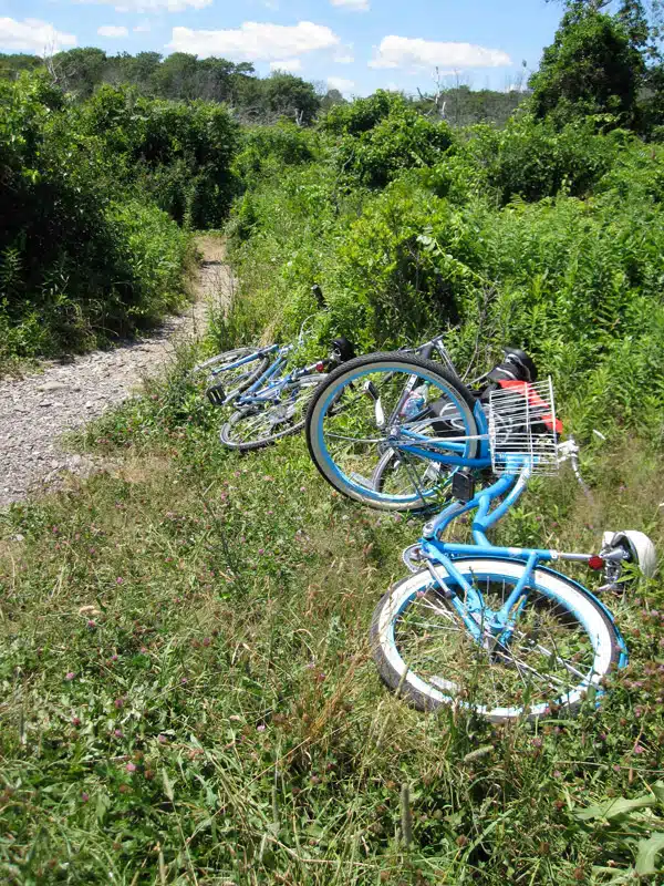 Three blue bicycles are lying on their sides in the grass along a narrow dirt path surrounded by dense greenery.