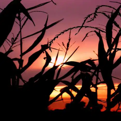 Field Sunset In Sunderland, Ma