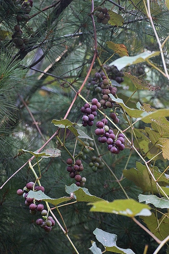 Concord Grapes, Which Grow Wild in Many New England Forests, Are Ripening