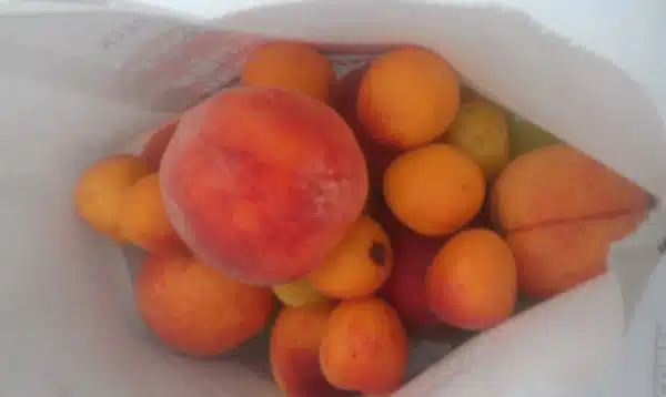 At the Farmers Market (and a Sweet Apple-Pickle Cucumber Recipe)