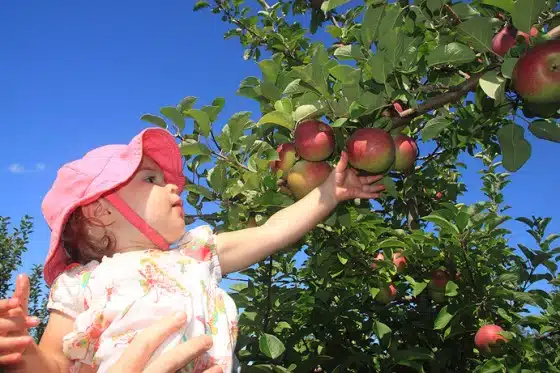 Annie Picking Apples