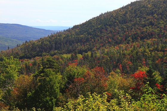 Early Color Is Emerging at Higher Elevations in the White Mountains