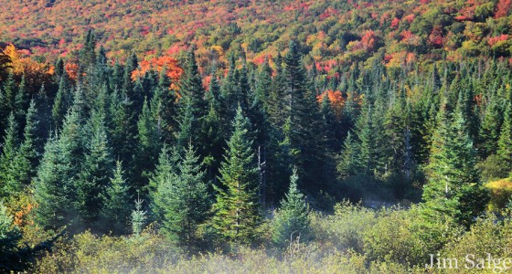 Foliage on Northern Hillsides
