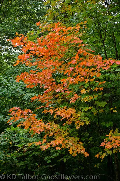 A tree with green, yellow, and orange leaves, displaying early stages of autumn foliage in a forested area.
