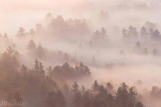 Fog Trees - Jim Salge