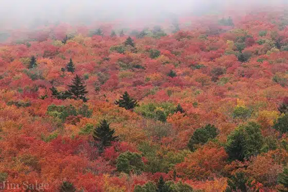 Strong Reds By Jim Salge