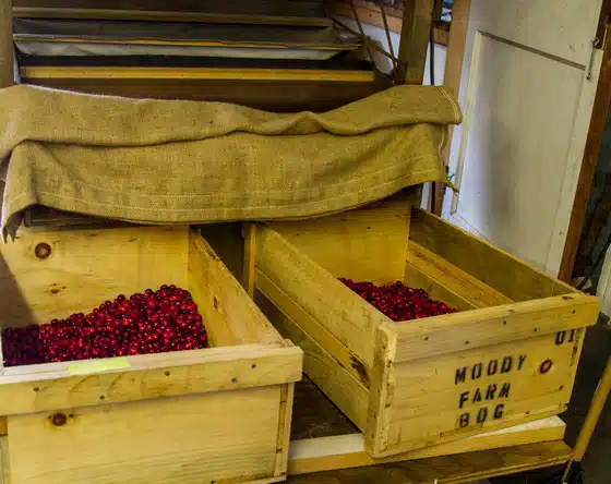 Two wooden crates filled with cranberries are placed on a table. One crate is labeled "Moody Farm Bog," and a burlap sack is placed over the edge above the crates.