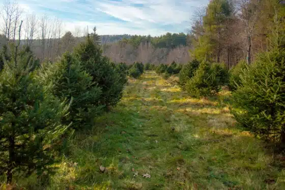 A grassy path runs through a tree farm with rows of evergreen trees under a partly cloudy sky.