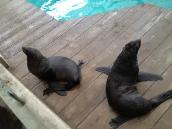 Two sea lions rest on a wooden deck next to a pool of water.