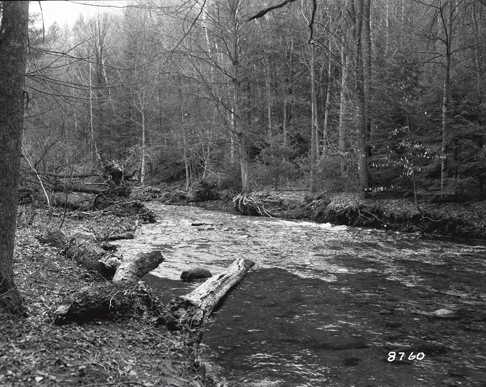 A forest creek runs past fallen logs and leafless trees on an overcast day.