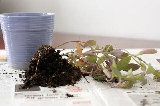 How to repot houseplants