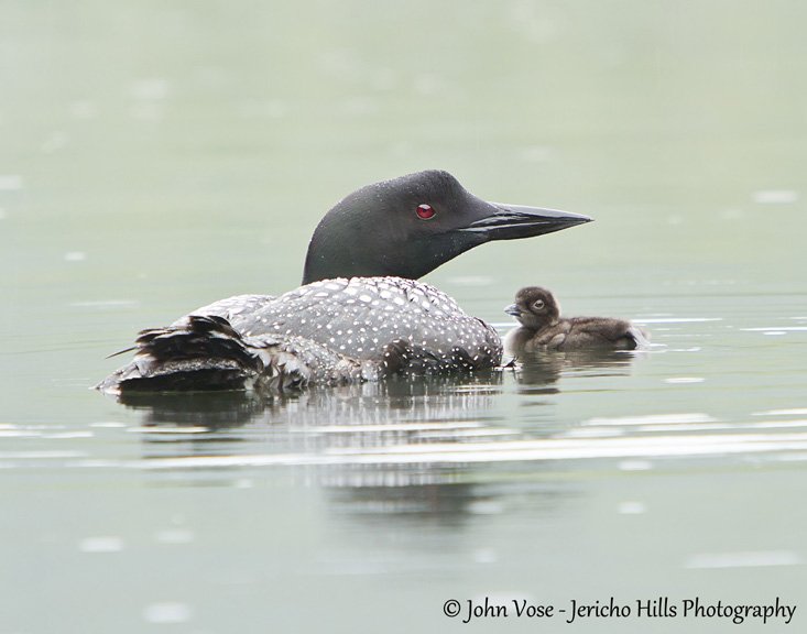 Loons, Piermont, New Hampshire.