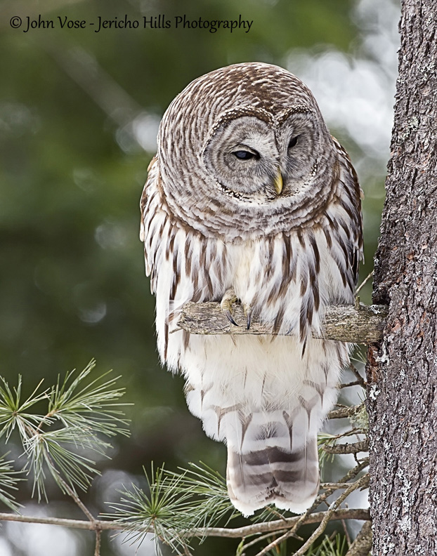 Barred Owl, Quechee VT