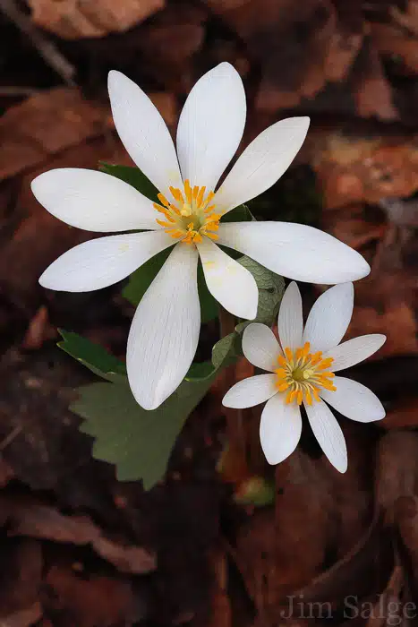 Bloodroot