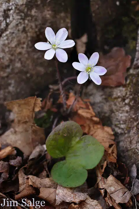 Hepatica (Liverwort)