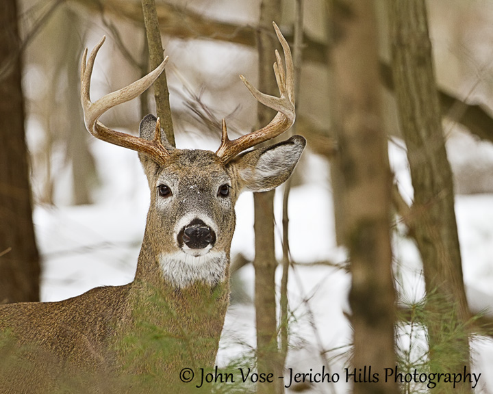 White-tailed deer, Litchfield, Connecticut.