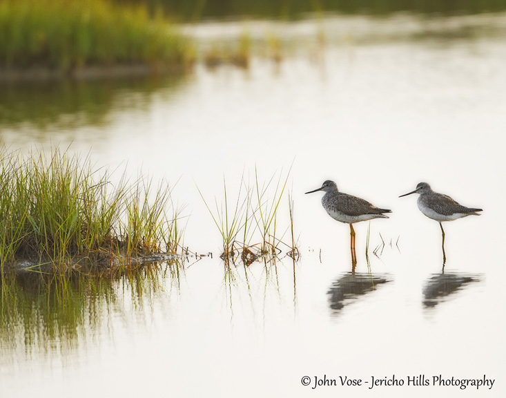 Shorebirds, Newbury, Massachusetts.