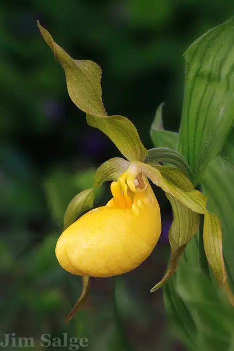 Yellow Lady Slipper