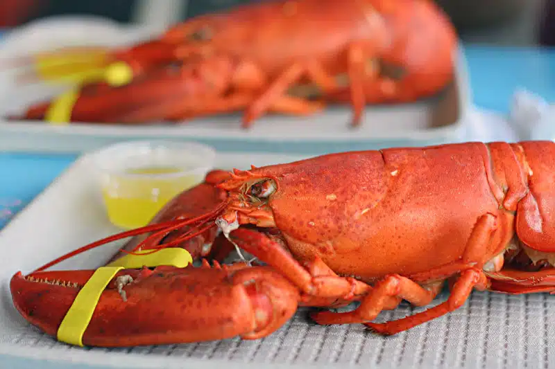 steamed lobster