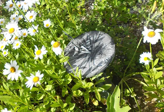 A sundial is surrounded by blooming daisies and green foliage in a garden.