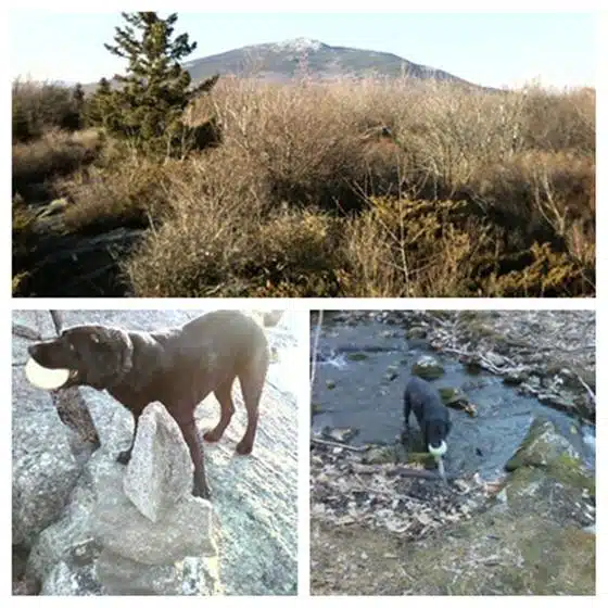 A collage of three photos: a scenic view of a mountain and shrubs, a black dog standing by rocks with a white object in its mouth, and the same dog near a stream holding the same object.