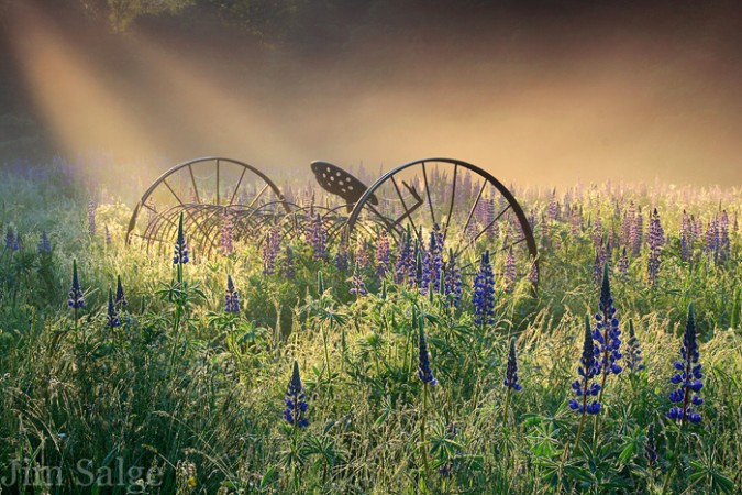 Sugar Hill Lupine Festival | Must-See Event in New Hampshire