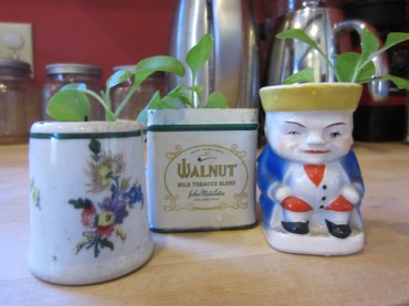 Vintage containers turned into planters