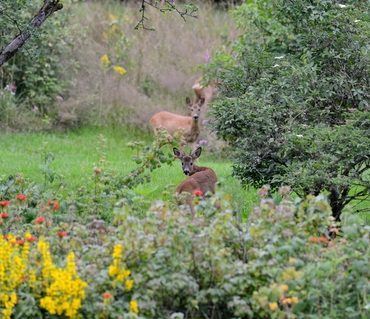Keep Deer out of the Garden  5 Non-Toxic Gardening Tips - Yankee Magazine