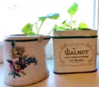 Two small plants growing in makeshift containers on a windowsill: one in a ceramic mug with a floral design and the other in a vintage Walnut tobacco tin.