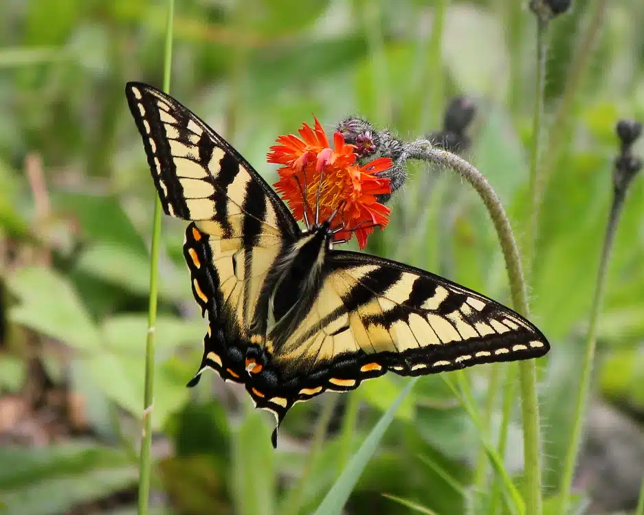 A yellow and black butterfly with distinctive wing patterns feeds on a small red-orange flower in a grassy setting.