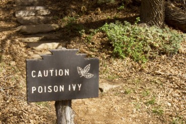 It's important get rid of poison ivy before it takes over your yard..
