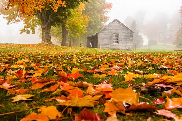 A wooden cabin stands near a large tree with colorful autumn leaves scattered on the ground in a foggy landscape.