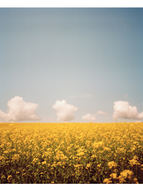 Yellow field of flowers.