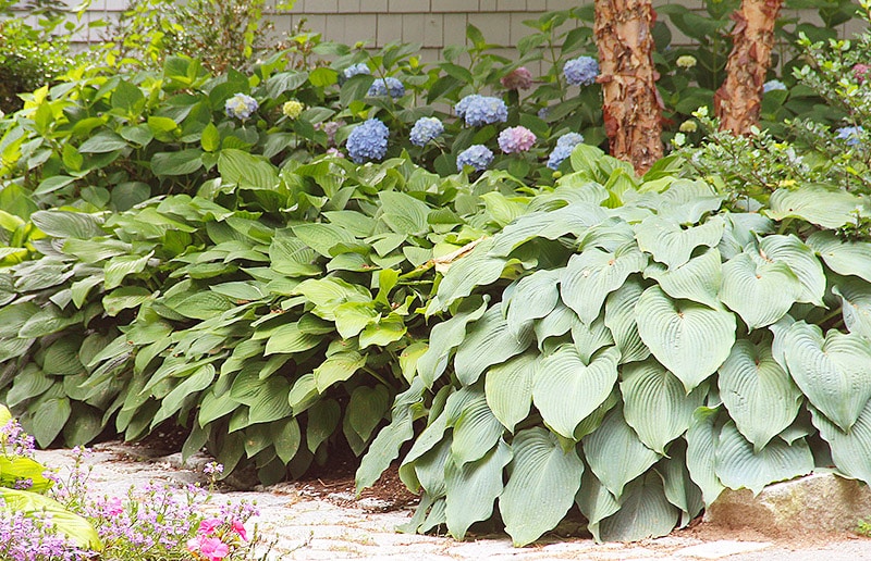 Hosta Plants Planting, Care, and Pest Advice New England Today