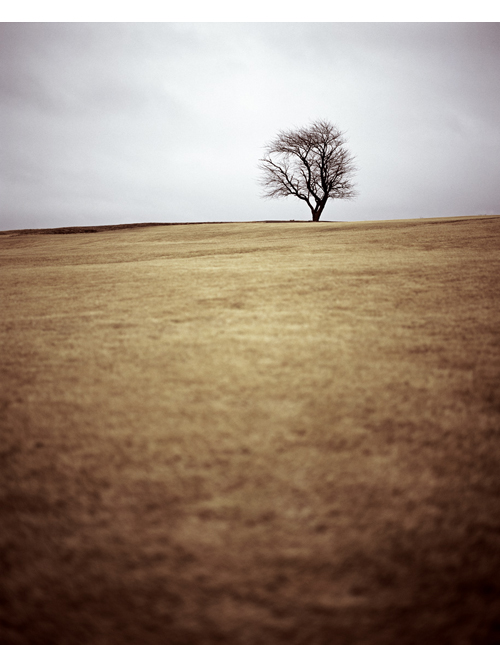 Lone tree in field.