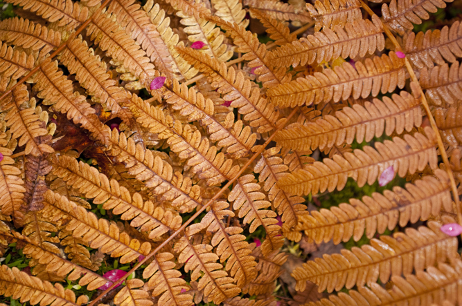 Autumn Ferns.
