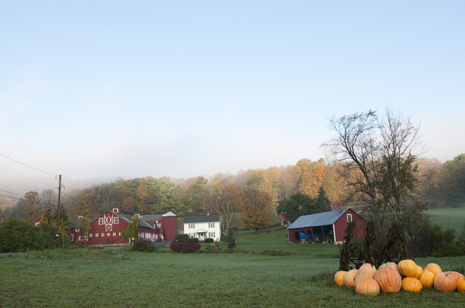 Giant pumpkins at a farm in the Berkshires.